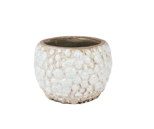 Osłonka Delia Pękata 1B