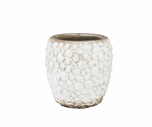 Osłonka Delia Prosta